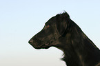 Flat Coated Retriever Portrait