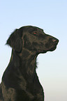 Flat Coated Retriever Portrait