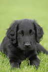 Flat Coated Retriever Welpe