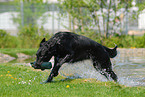 Flat Coated Retriever