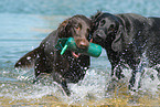 Flat Coated Retriever