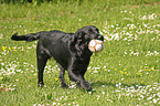 Flat Coated Retriever