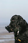 Flat Coated Retriever mit Ente