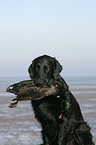 Flat Coated Retriever mit Ente