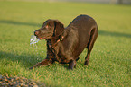 brauner Flat Coated Retriever