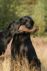 Flat Coated Retriever