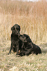 Flat Coated Retriever & Labrador Retriever