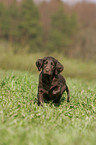 Flat Coated Retriever Welpe