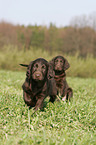 Flat Coated Retriever Welpen