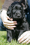 Flat Coated Retriever Welpe