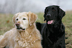 Flat Coated und Golden Retriever