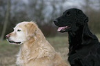 Flat Coated und Golden Retriever