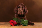 Flat Coated Retriever Welpe