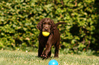 Flat Coated Retriever Welpe