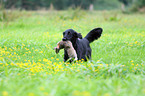 Flat Coated Retriever apportiert Fuchs