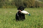 Flat Coated Retriever apportiert Dummy