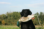 Flat Coated Retriever apportiert Dummy