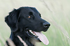 Flat Coated Retriever Portrait