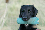 Flat Coated Retriever Portrait