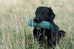 Flat Coated Retriever