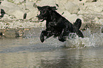 badender Flat Coated Retriever