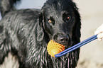 spielender Flat Coated Retriever