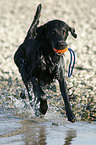 spielender Flat Coated Retriever