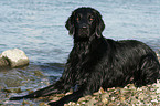 Flat Coated Retriever