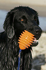 Flat Coated Retriever Portrait