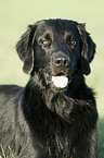 Flat Coated Retriever Portrait