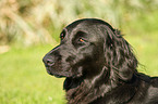 Flat Coated Retriever Portrait