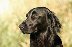 Flat Coated Retriever Portrait