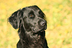 Flat Coated Retriever Portrait