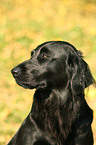 Flat Coated Retriever Portrait