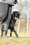 Flat Coated Retriever