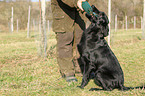 Flat Coated Retriever gibt Dummy aus