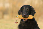 Flat Coated Retriever apportiert Dummy