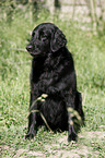 Flat Coated Retriever