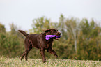 spielender Flat Coated Retriever