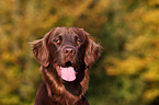 Flat Coated Retriever Portrait