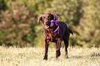 spielender Flat Coated Retriever