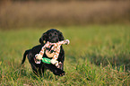 Flat Coated Retriever Welpe