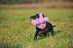 Flat Coated Retriever Welpe