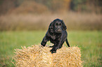 Flat Coated Retriever Welpe