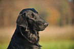 Flat Coated Retriever Portrait