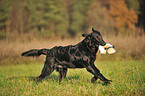 spielender Flat Coated Retriever