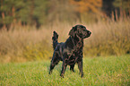 Flat Coated Retriever