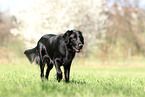 laufender Flat Coated Retriever