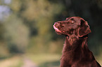 Flat Coated Retriever Portrait