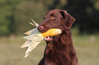 Flat Coated Retriever Portrait